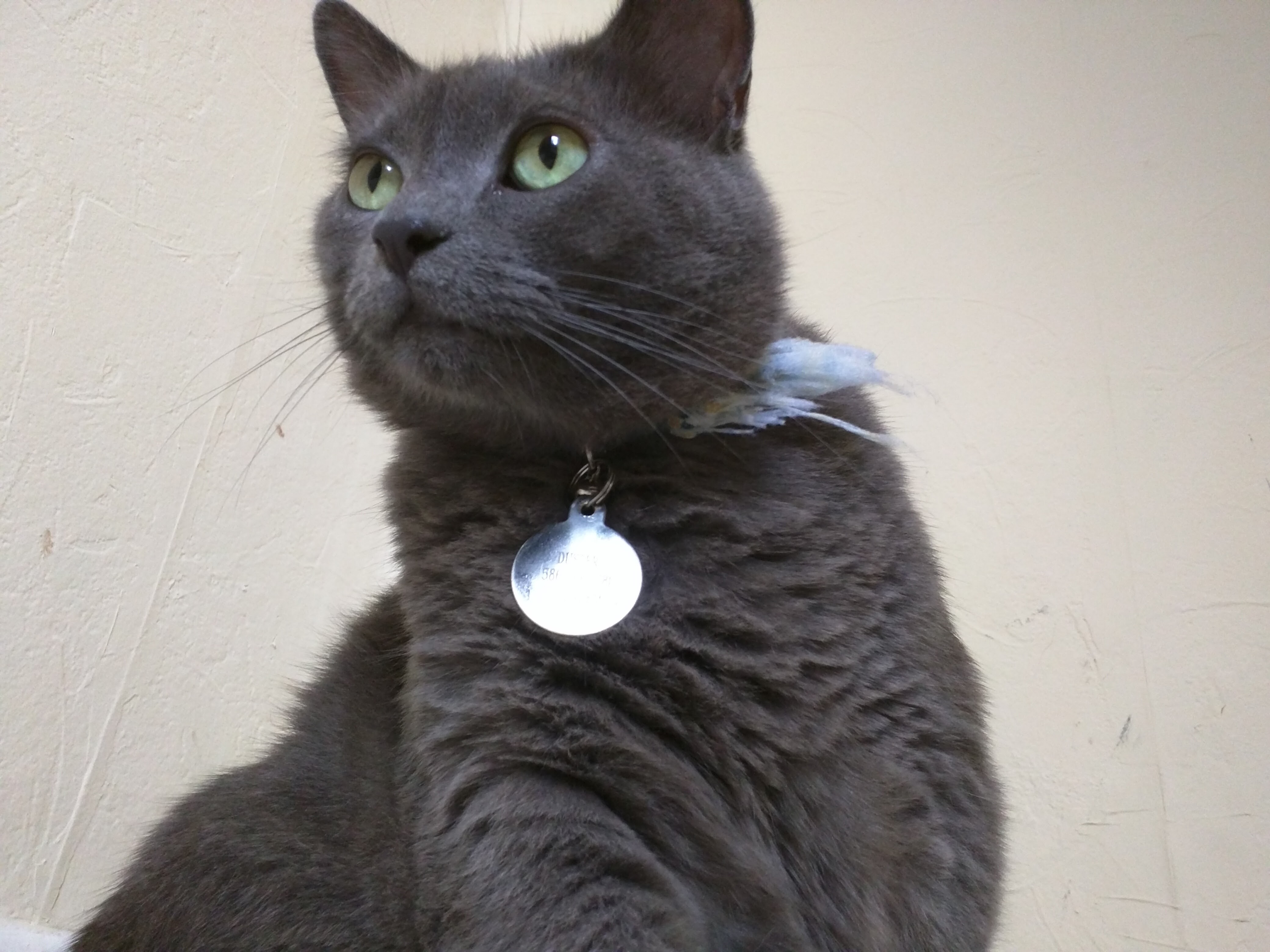 July 2016 - low shot of Duster looking upwards