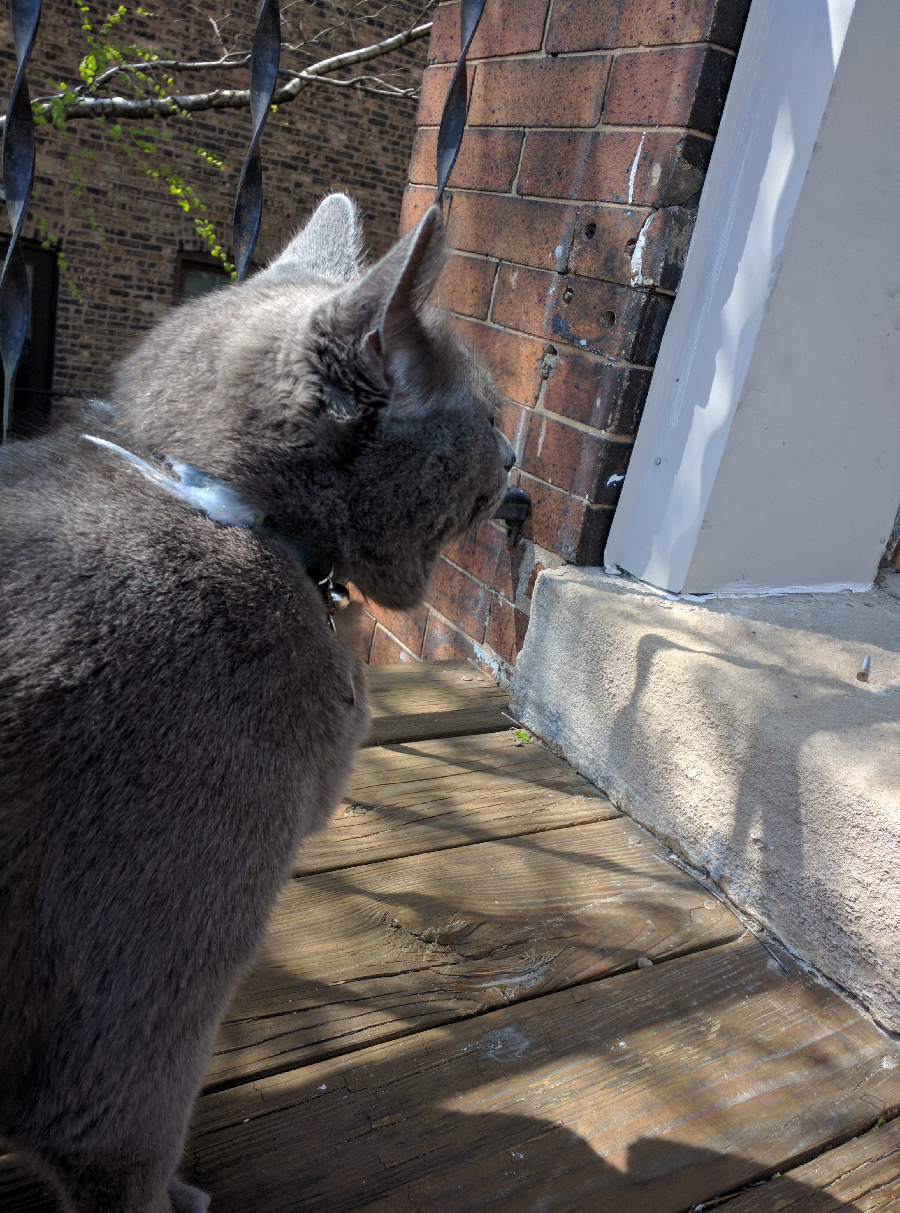 April 2017 - Outdoor shot of Duster on my old stoop