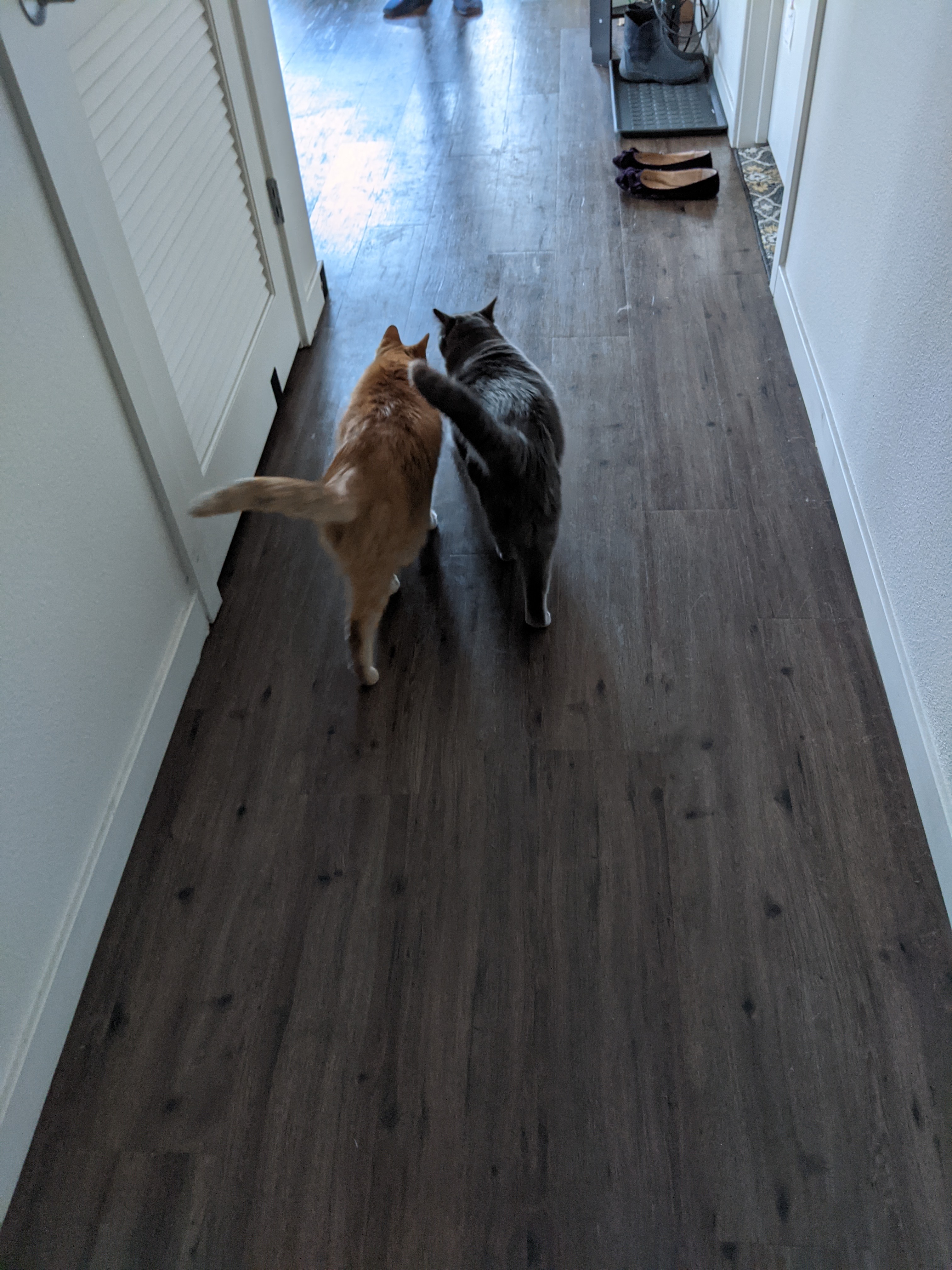 January 2021 - Duster and Olive walking down the hallway at our new place in San Jose
