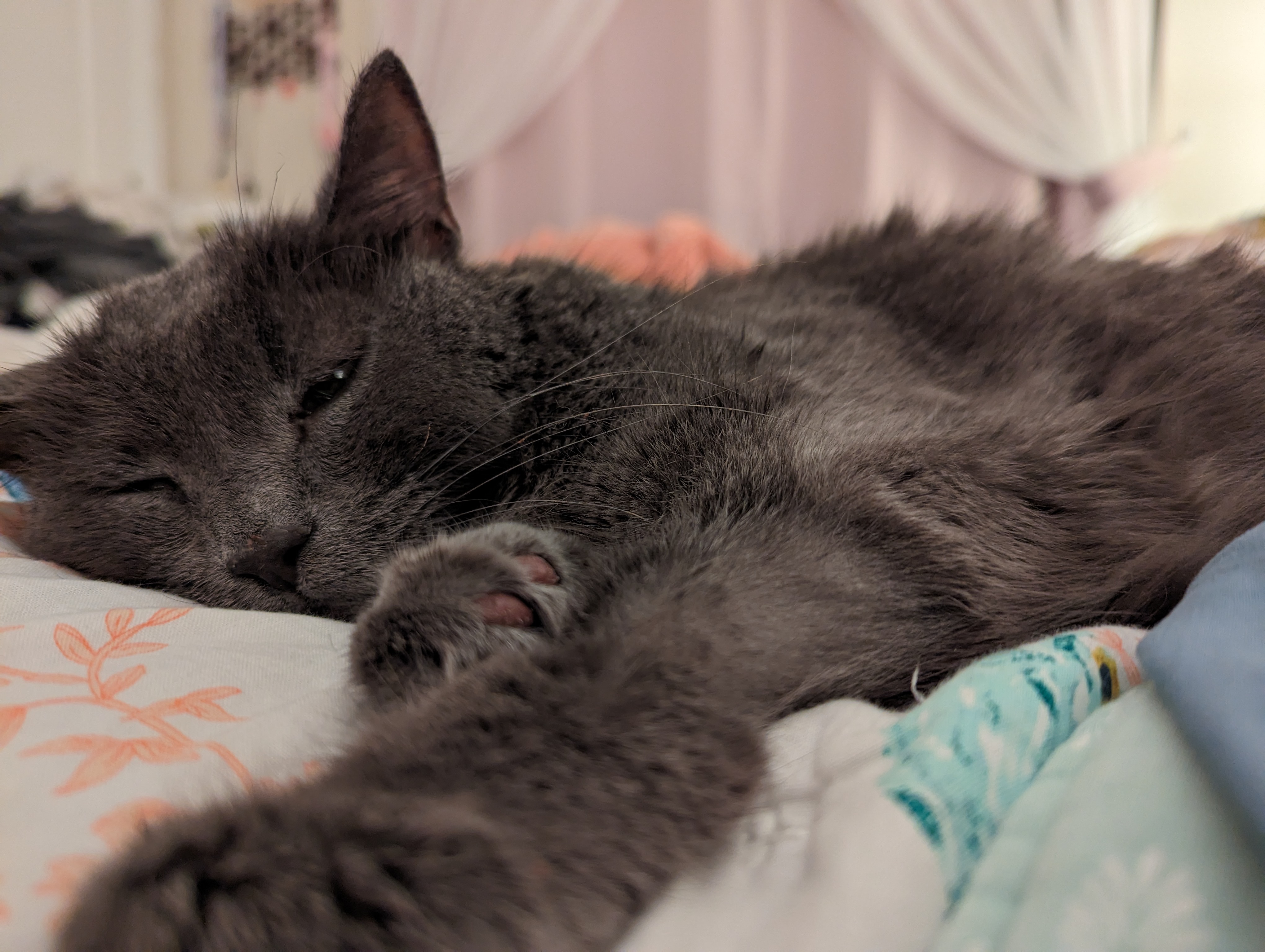 August 2023 - Duster really sleepy and emaciated laying in my bed
