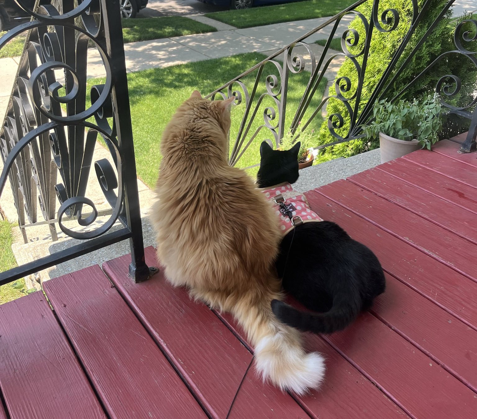 Photograph of a large orange cat with long hair sitting right next to a black cat who is laying down.  The black cat has a harness and leash on but the orange one does not.  They are at the front of the porch, just before the first stair down, and are watching something in the distance.