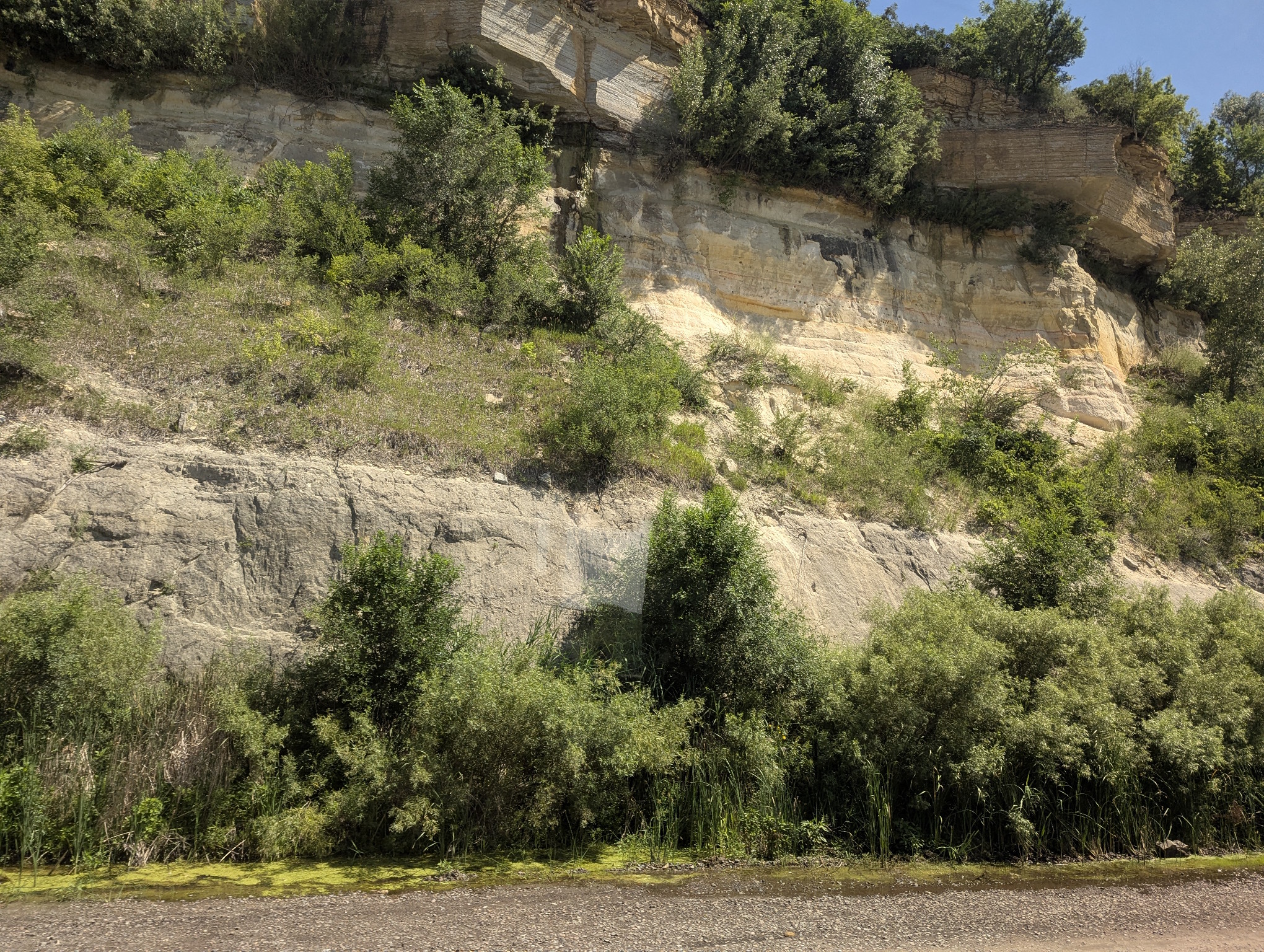 Photograph of a tall cliff face with trees growing at the base and out of its sides.