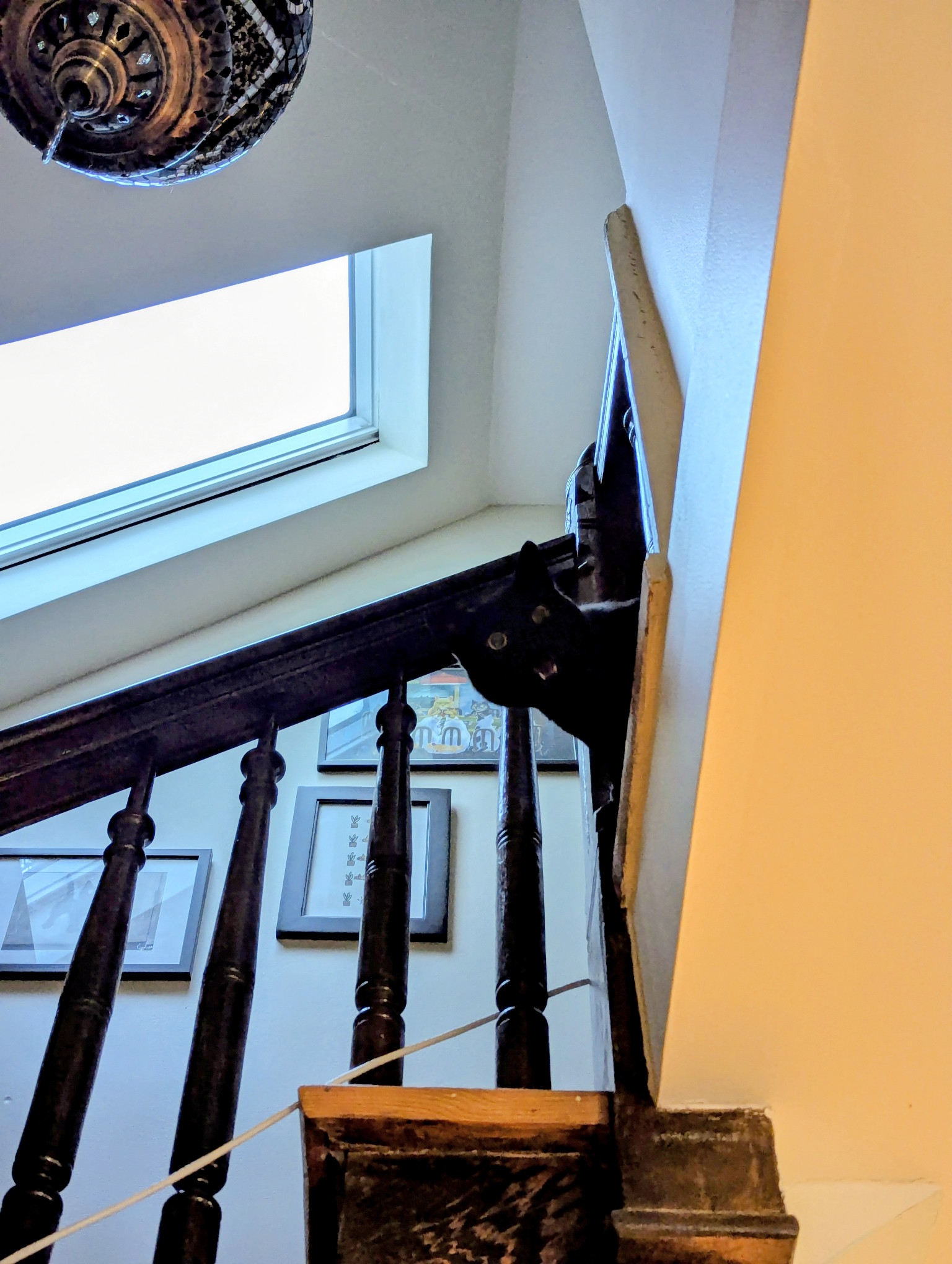 Photograph looking upwards towards the skylight at the top of our stairs. Peaking his head out from the railing is a black cat. His mouth is open in protesting meow that we were gone for so long.